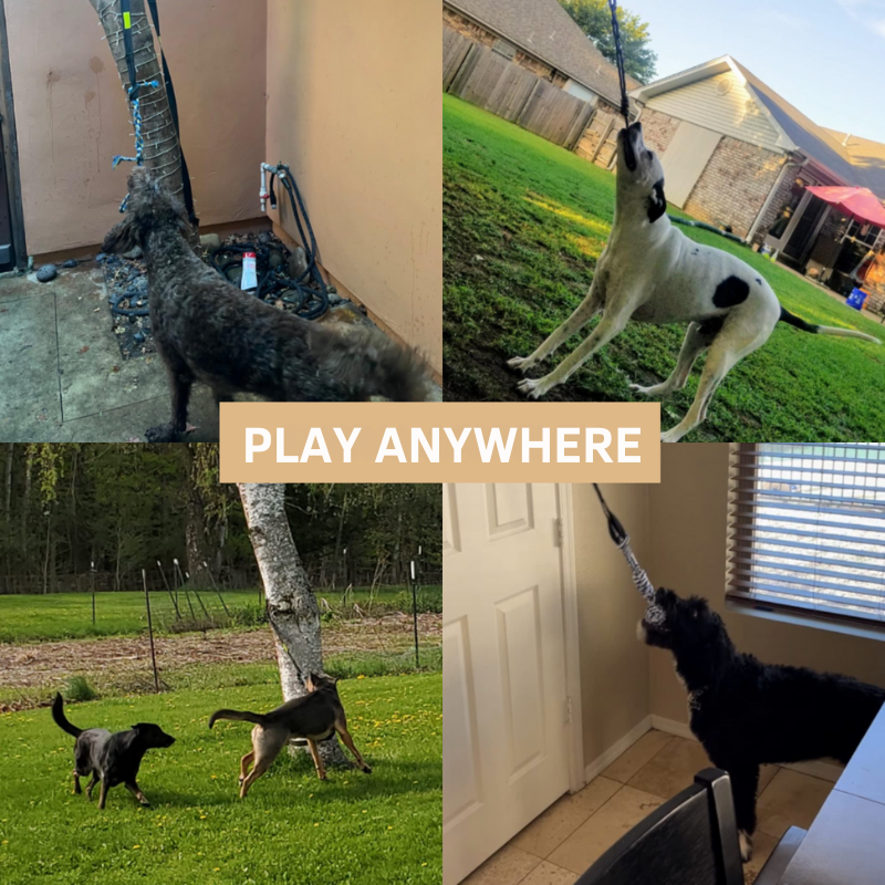 Jouet interactif pour chien : amusement garanti !